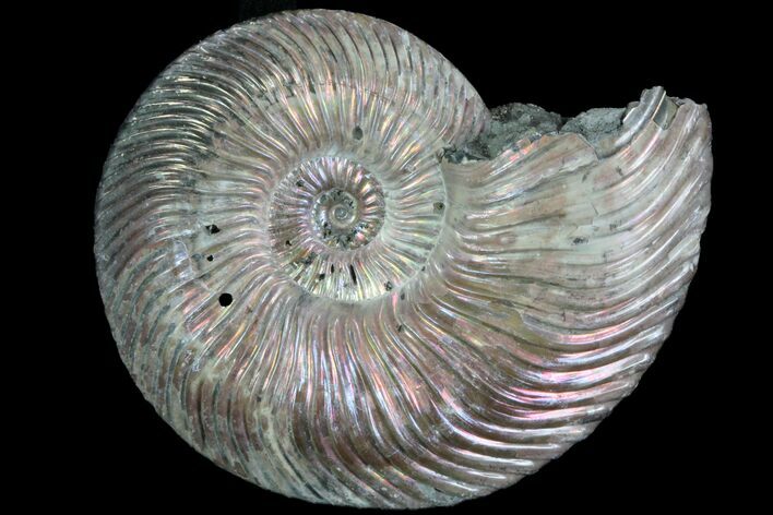 Iridescent Ammonite (Quenstedticeras) Fossil With Pyrite #78509